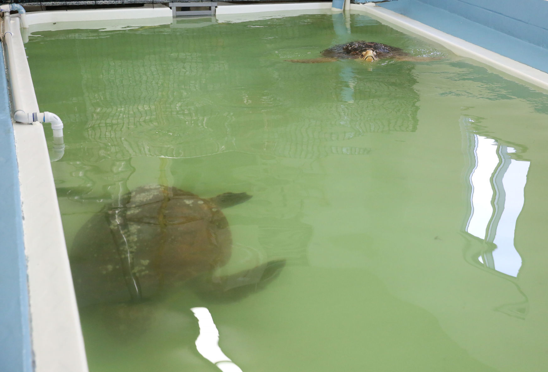 Loggerheads